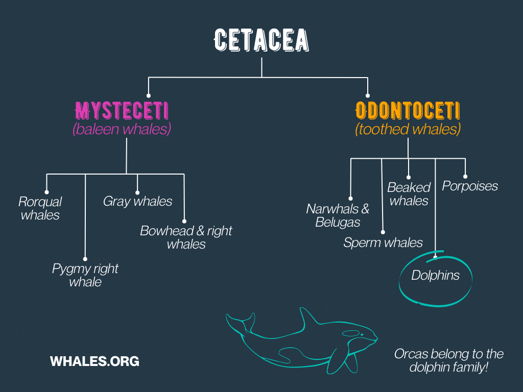Whale Taxonomy chart
