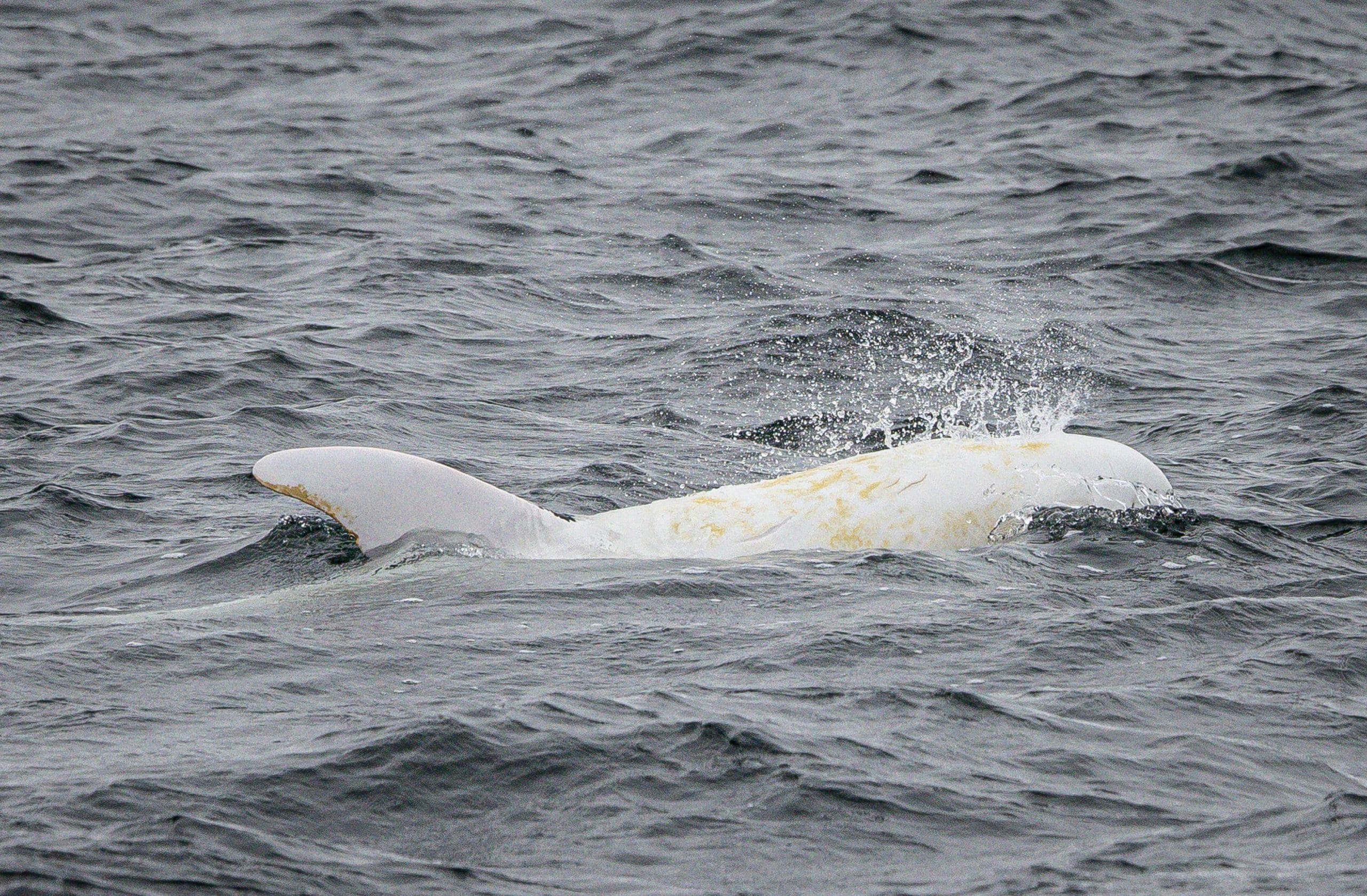 Casper the albino Risso's dolphin. Credit: WDC NA