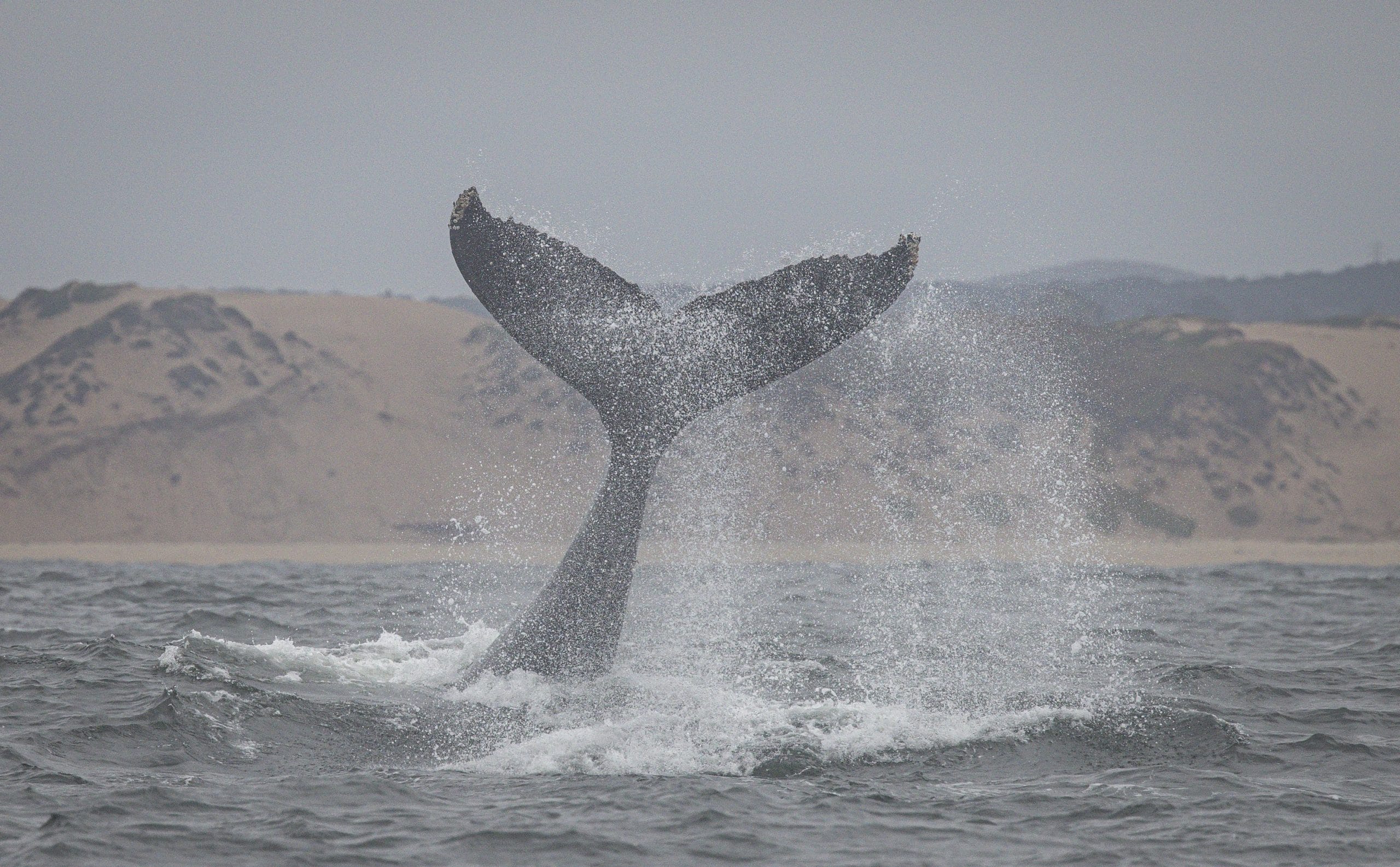 Pacific humpback. Credit: WDC NA