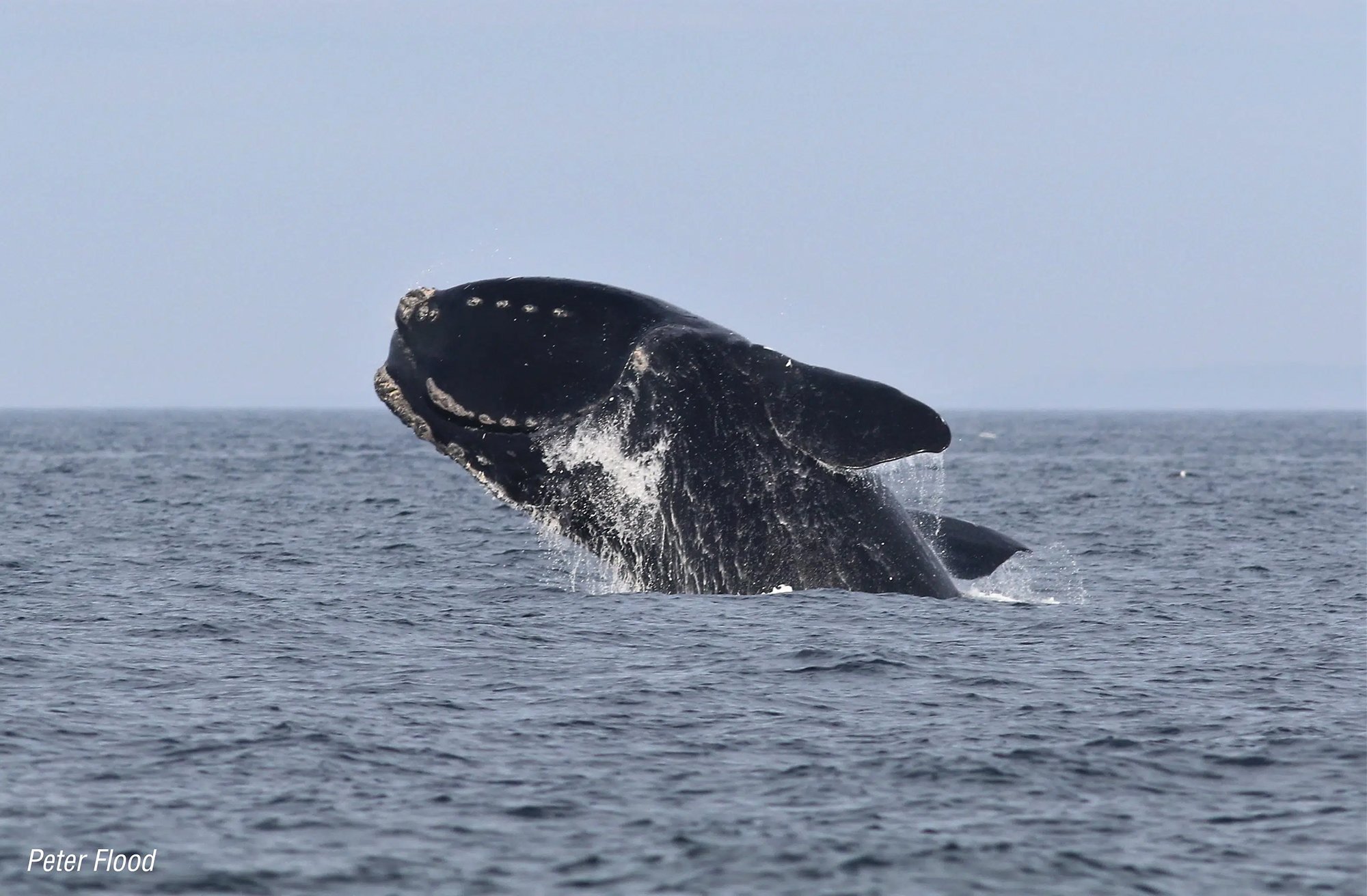 North Atlantic right whale - Peter Flood