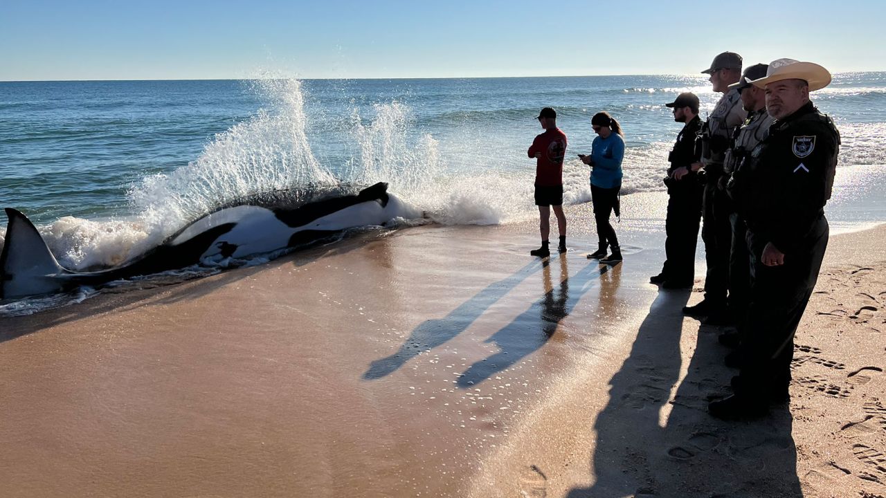 An orca lies in the surf as people look at it.