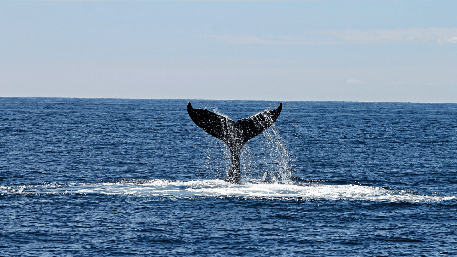 Humpback whale inverted lob tailing