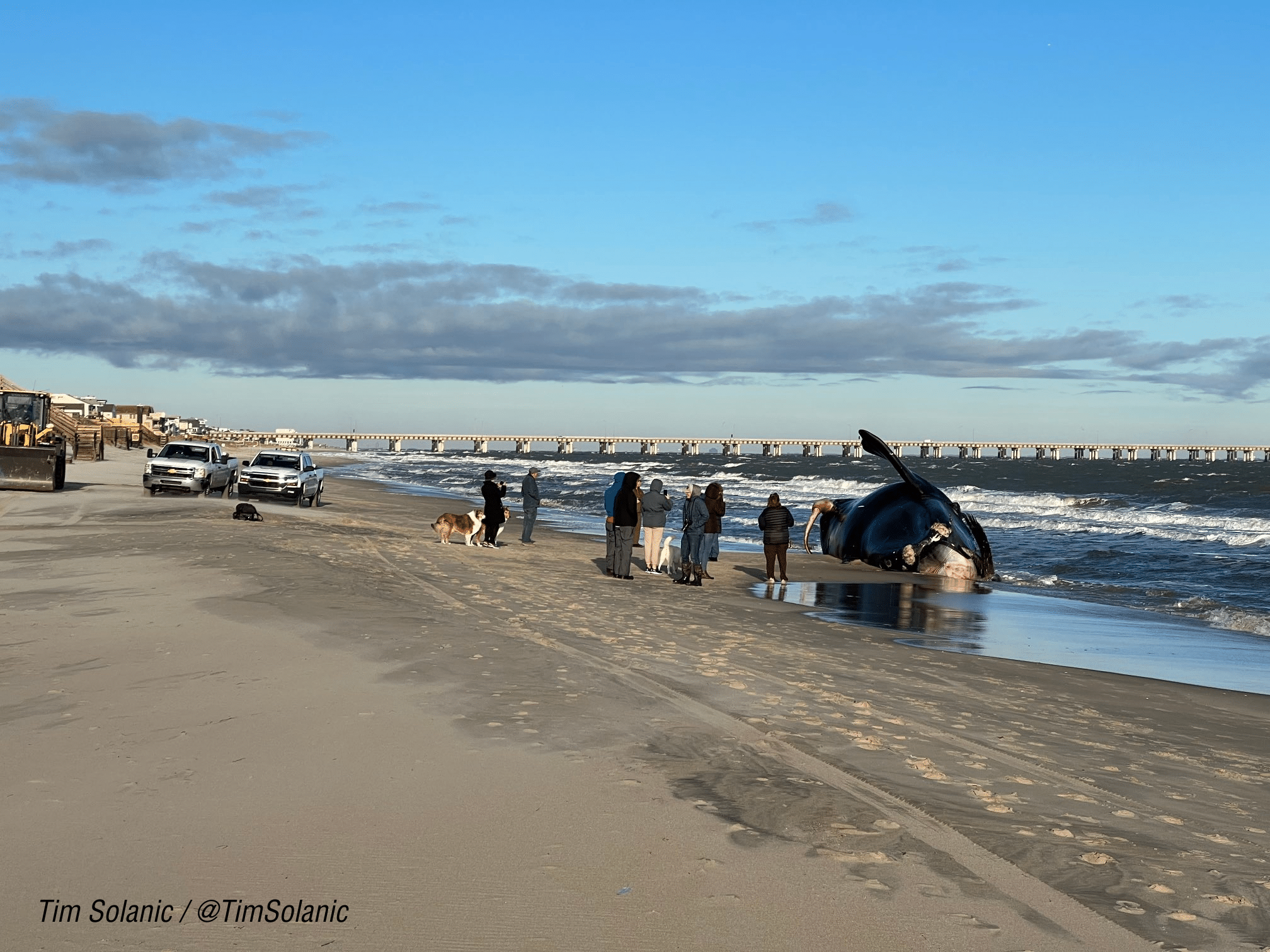 A dead North Atlantic right whale lies on a beach with some people and cars around it. A bridge can be seen in the background.