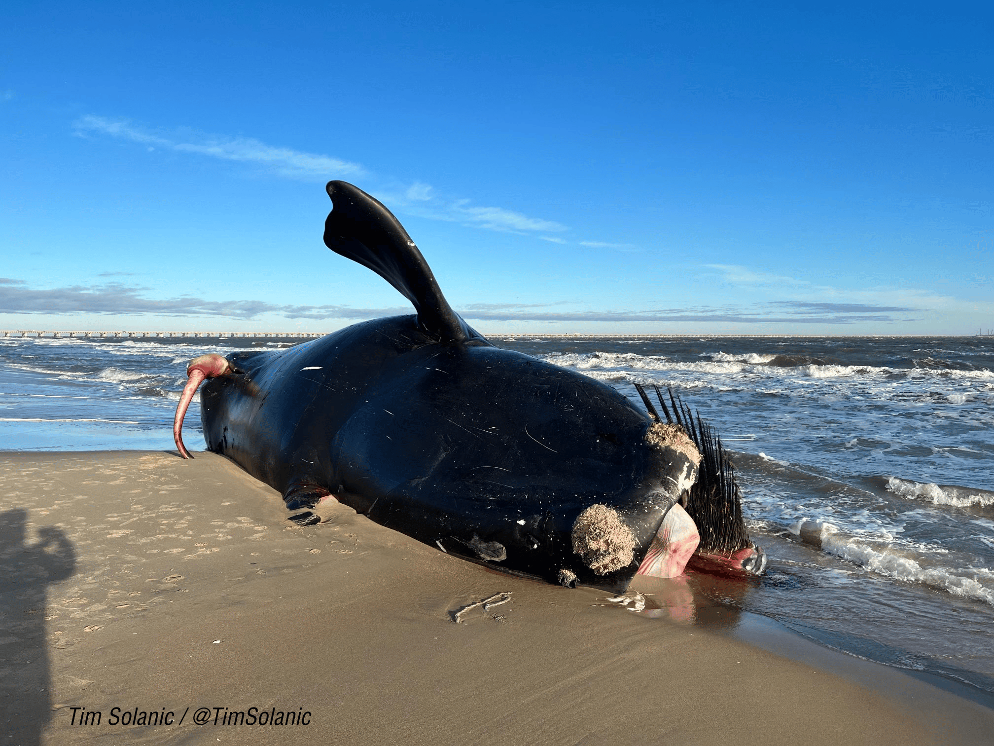 Dead Critically Endangered North Atlantic Right Whale Washes Up in