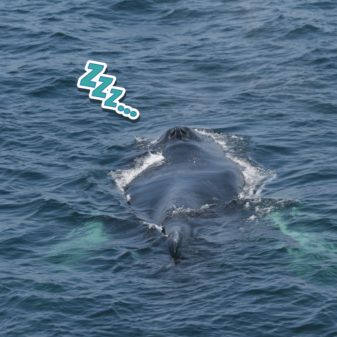 A humpback whale logging at the surface with cartoon "ZZZ" going away from the whale's blowhole.