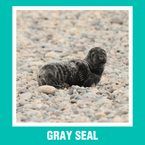 GRAY SEAL