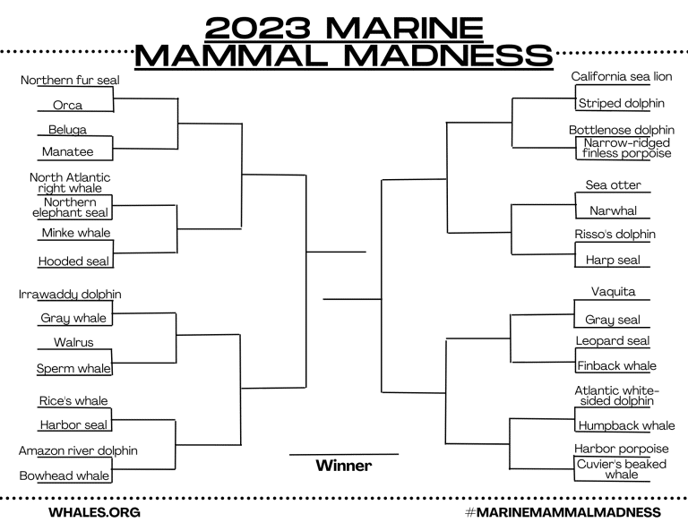 Marine Mammal Madness Whale & Dolphin Conservation USA