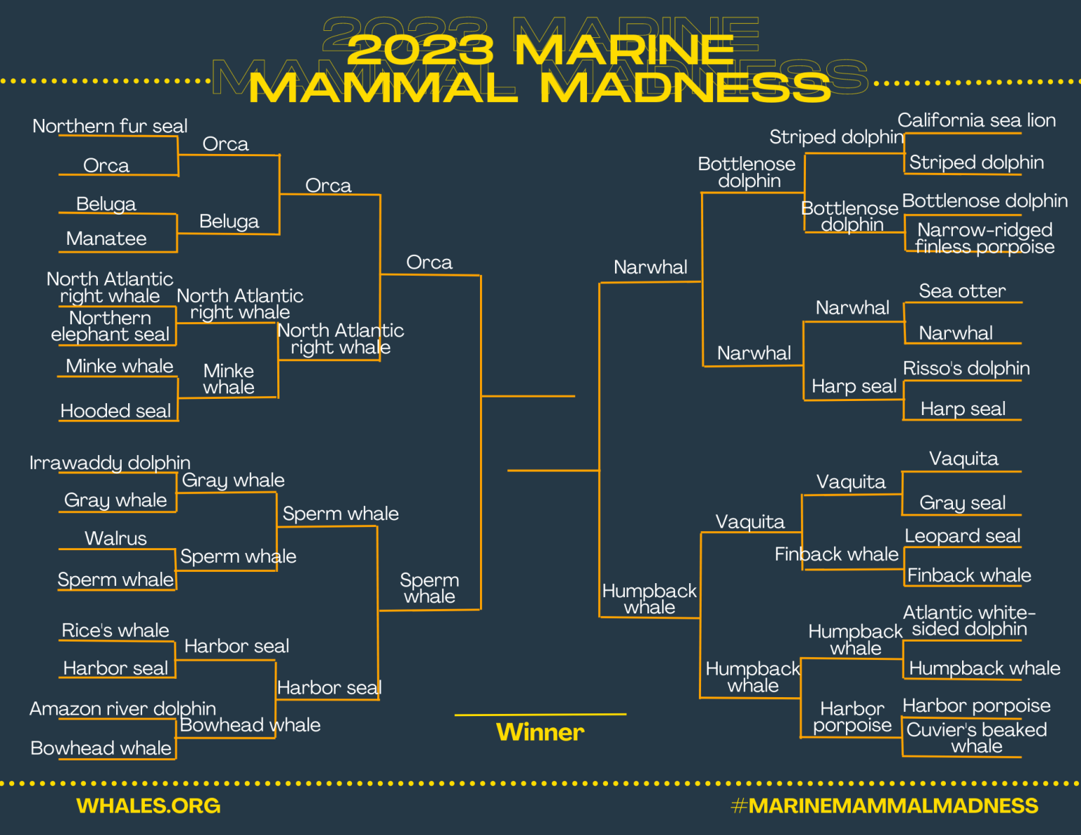 Marine Mammal Madness Whale & Dolphin Conservation USA