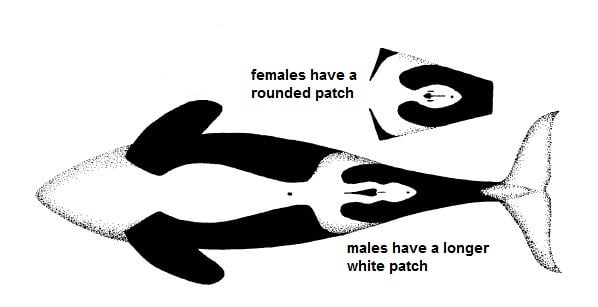 Image showing pattern on underside of a female orca with a rounder white patch, males have an elongated white patch.