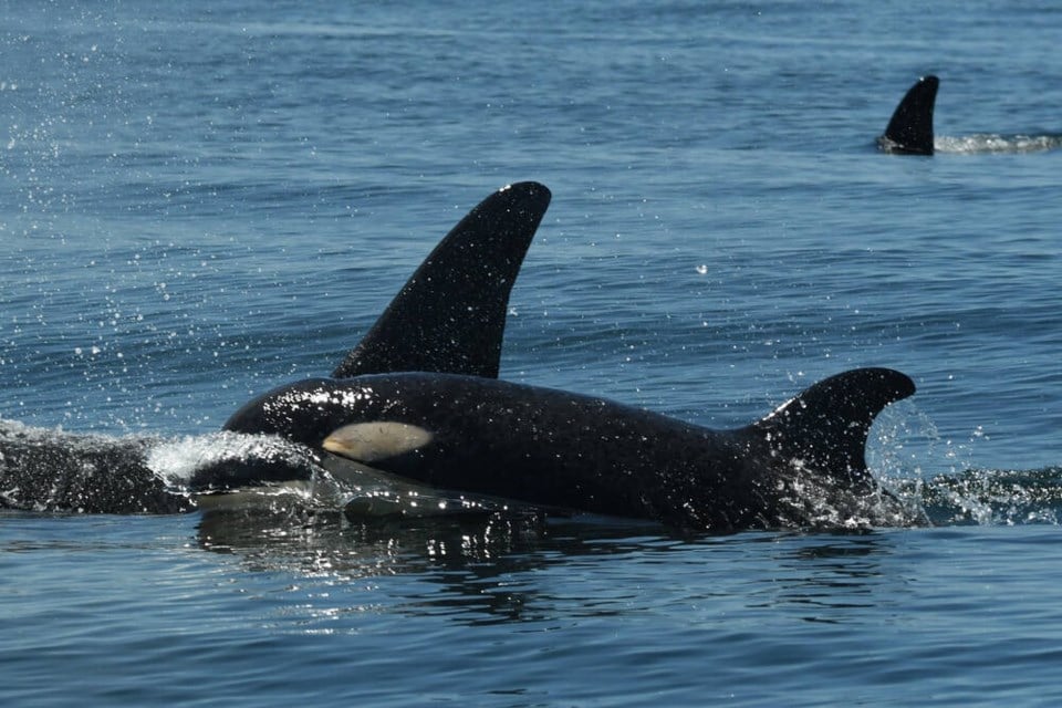 Female Southern Resident orca calf L127 swimming with larger orca, its mom L94 (photo credit: Center for Whale Research)