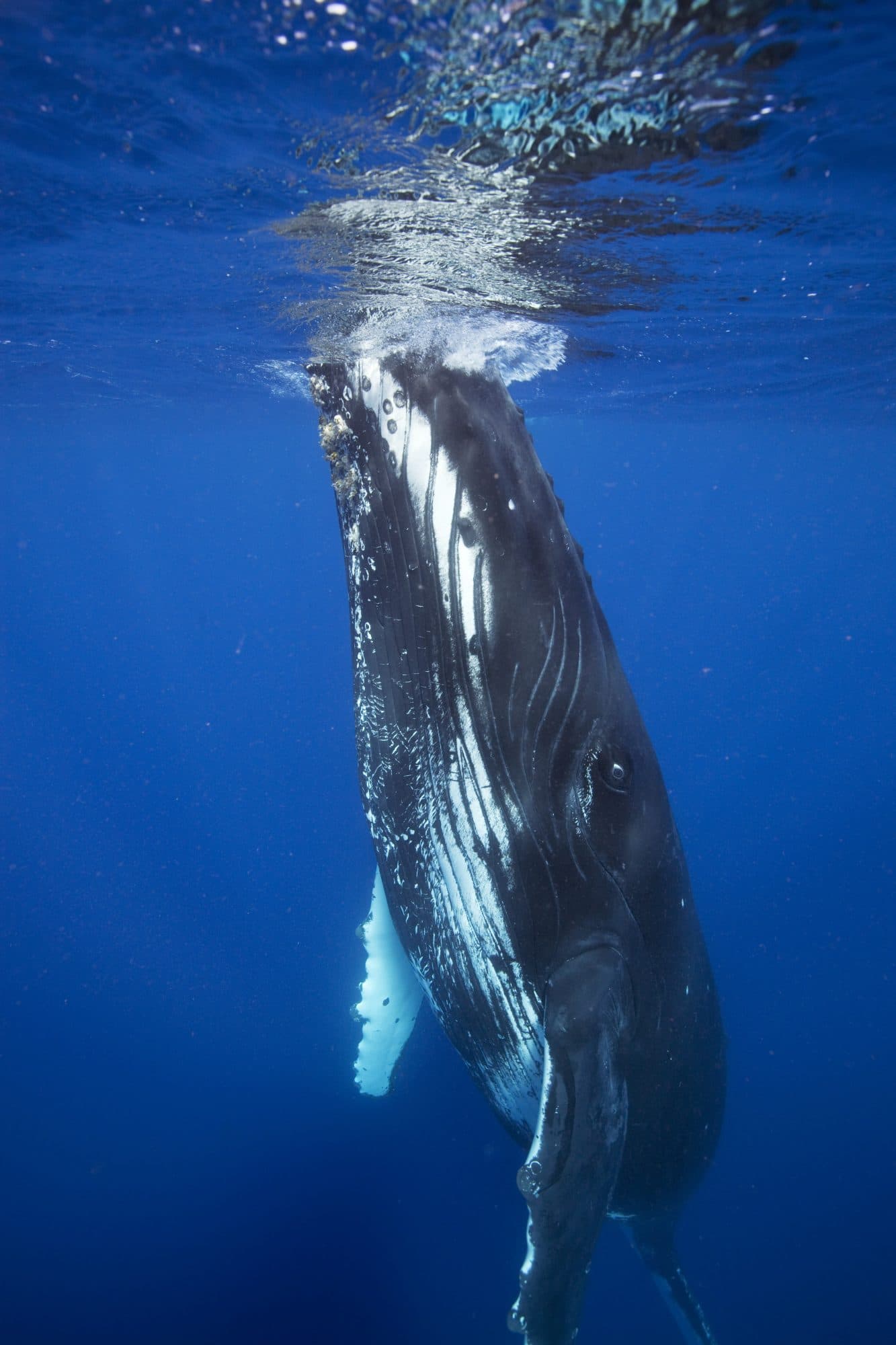 A humpback whale under water