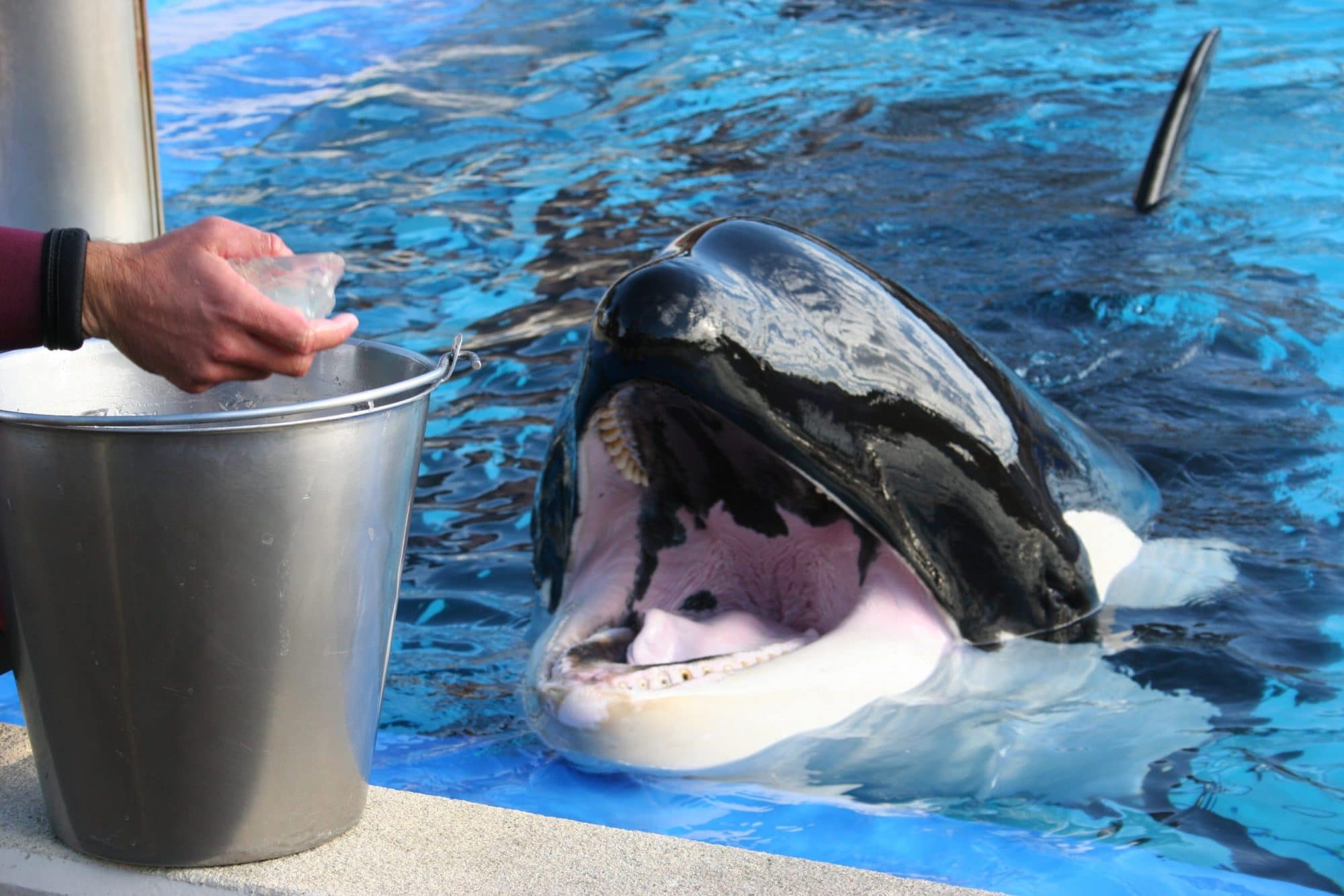 Mirage in Vegas closes wildlife attraction after third dolphin death - The  Washington Post