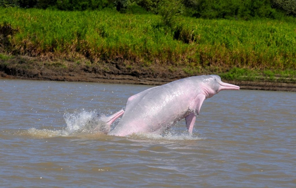 Amazon river dolphins leaping