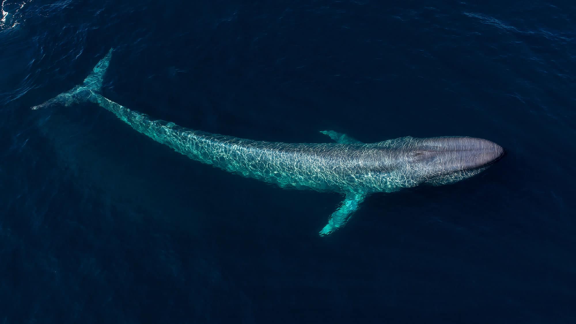 Blue whale at surface
