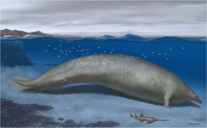 Illustration of heaviest whale fossil