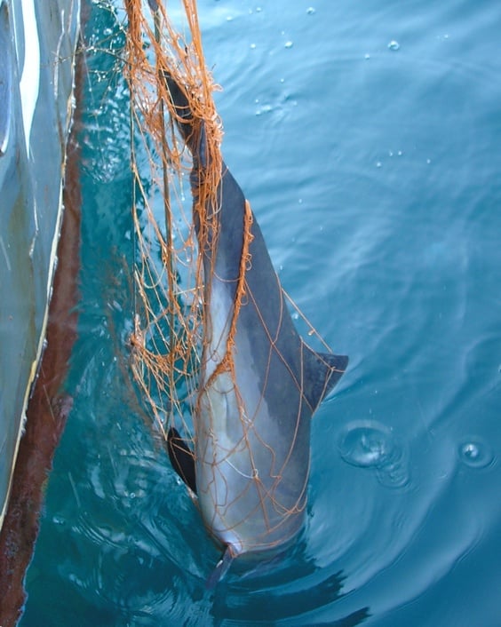 Porpoise entangled in fishing gear