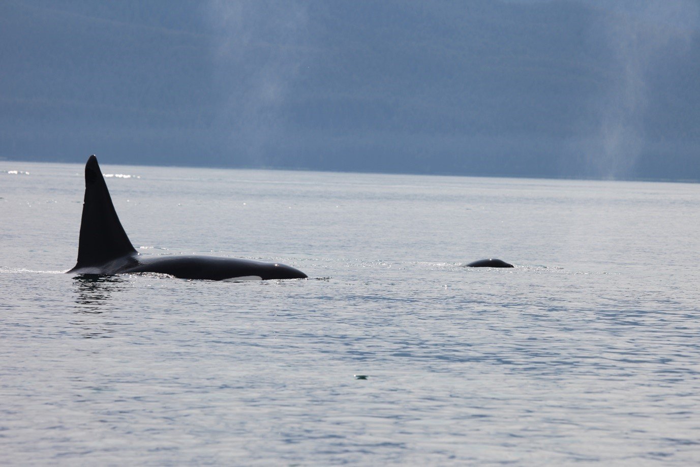 Adult orca with young.