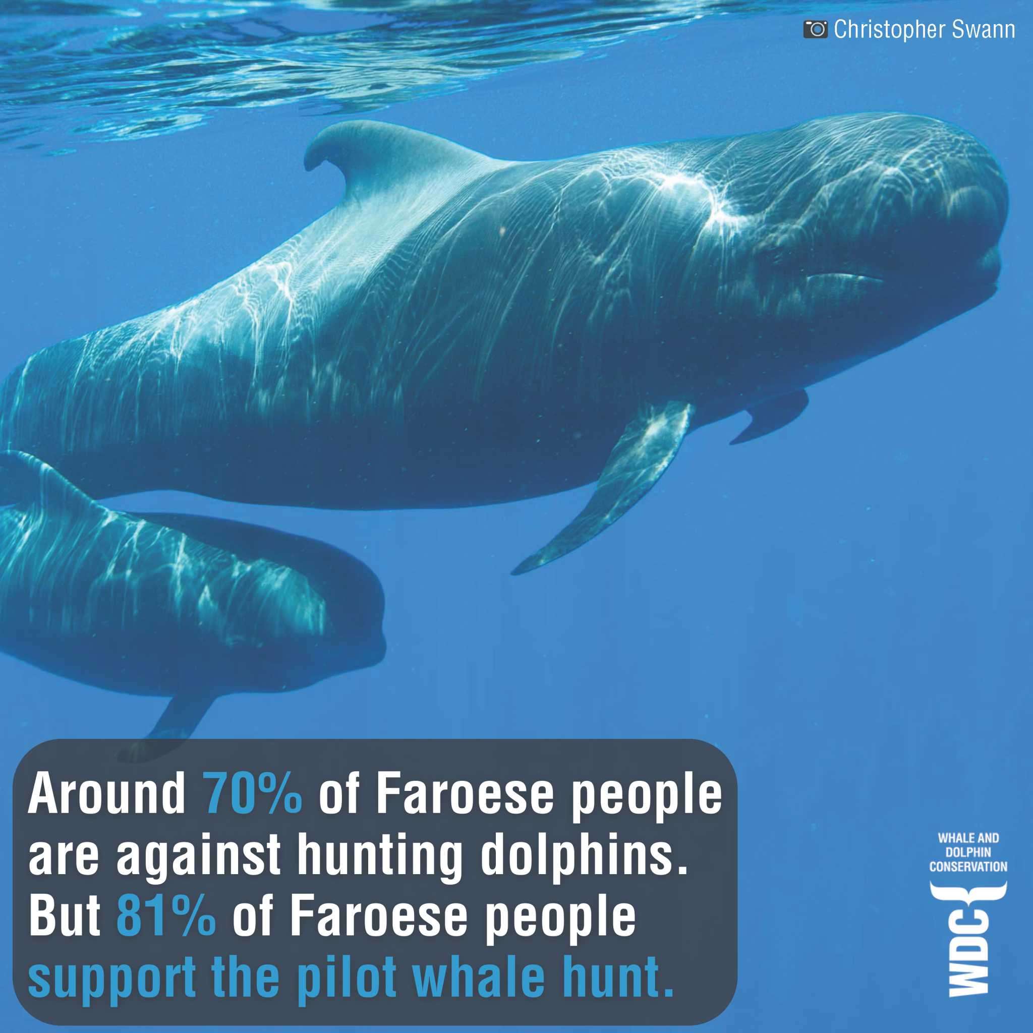 Around 70% of Faroese people are against hunting dolphins. But 81% of Faroese people support the pilot whale hunt.