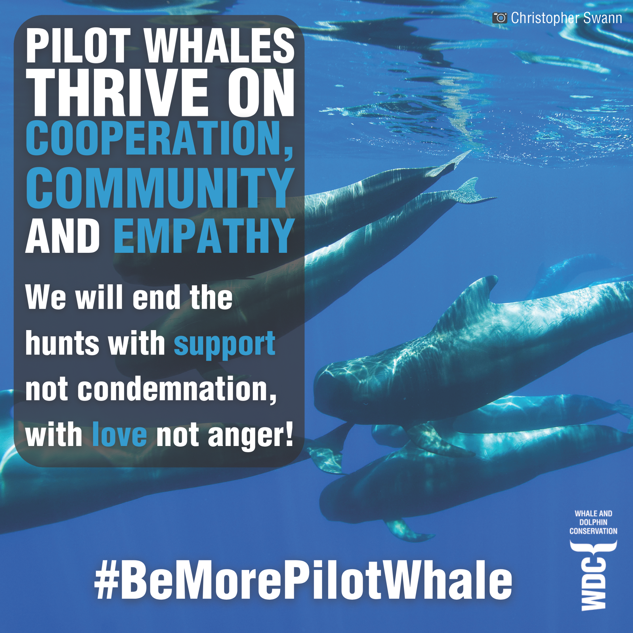 Pilot whales thrive on cooperation, community and empathy We will end the hunts with support not condemnation, with love not anger! #BeMorePilotWhale