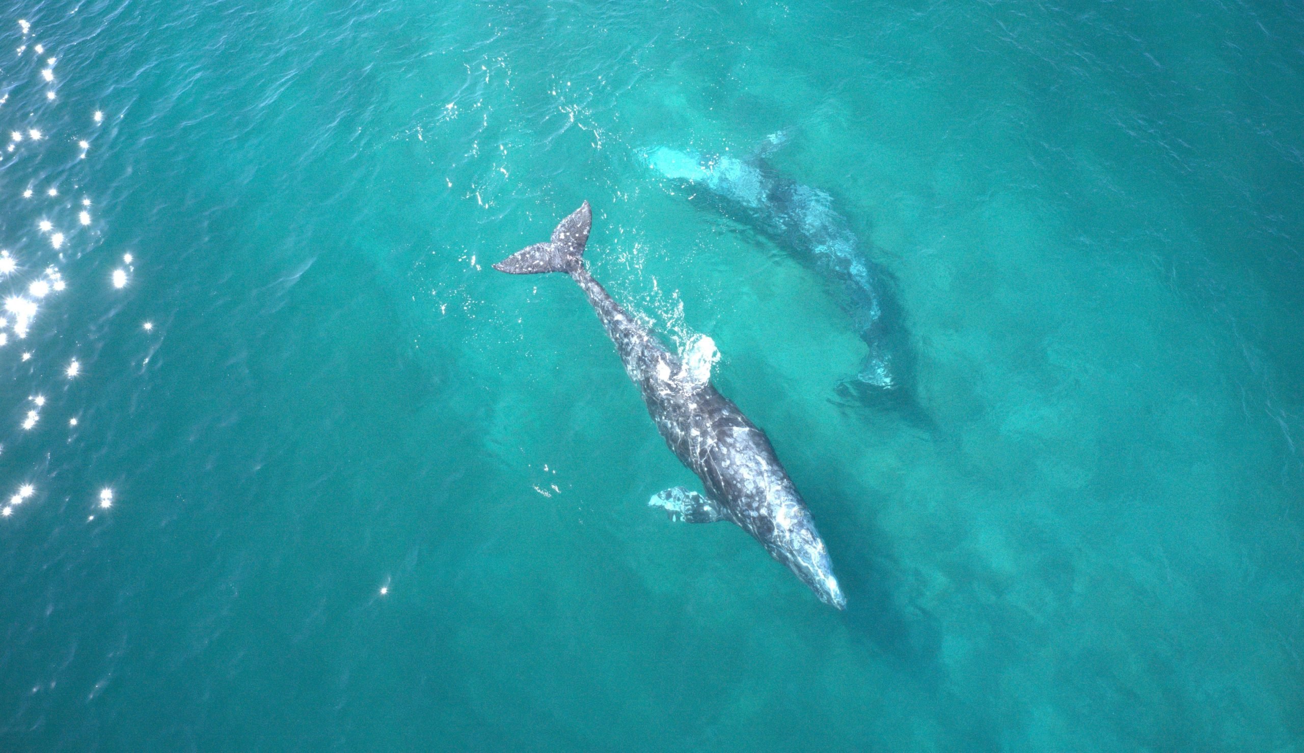 Gray whales from drone.