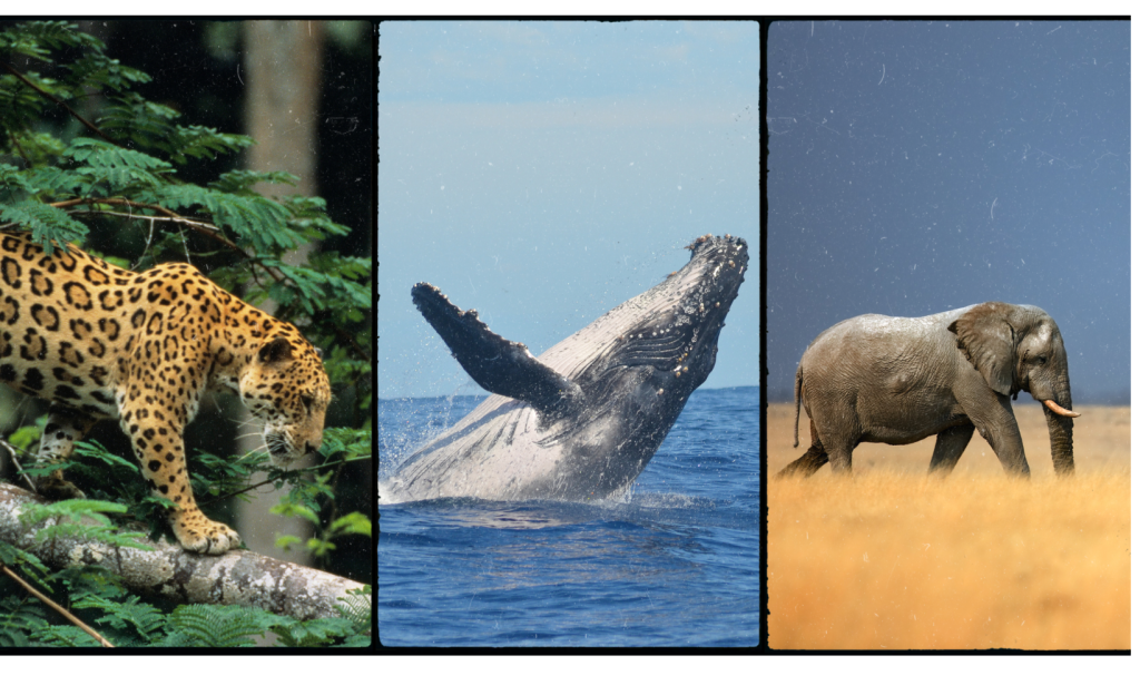 Jaguar, humpback whale and African elephant