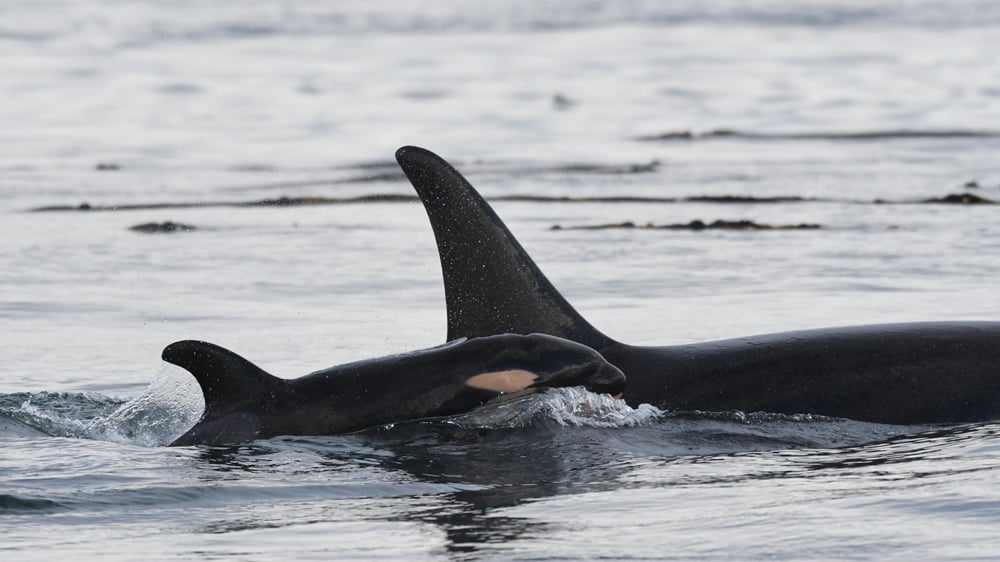 Endangered Southern Resident orca calf likely deceased - Whale ...