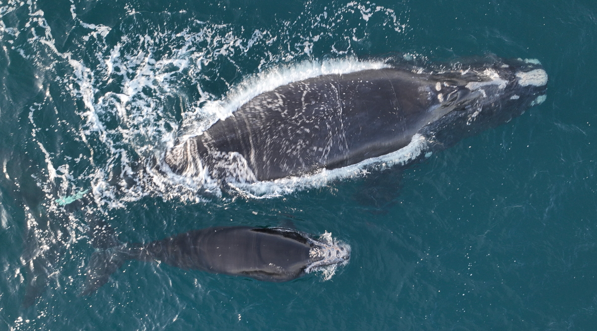 3 Ways Right Whales Help Our Climate - Conservation Law Foundation