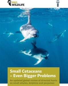 Small cetacean hunts report