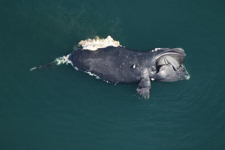 Right Whale Vessel Strike Protections Sought Nov. 1 - Whale & Dolphin ...