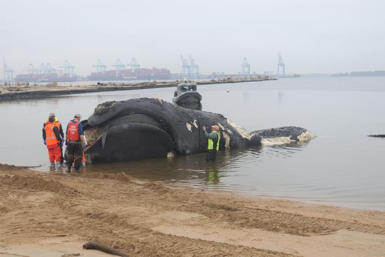 Right whale calf missing - Whale & Dolphin Conservation USA