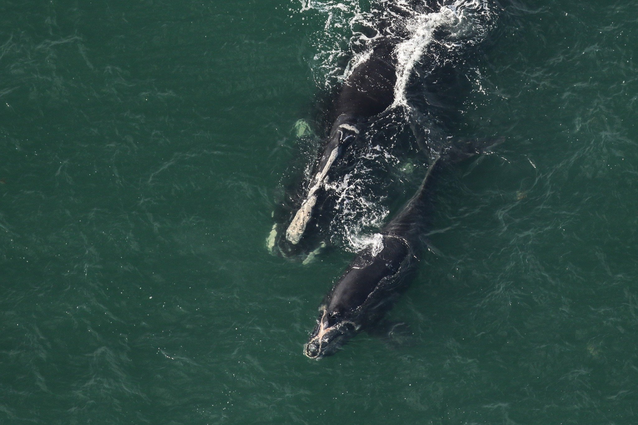 North Atlantic right whale population on the rise - Whale 