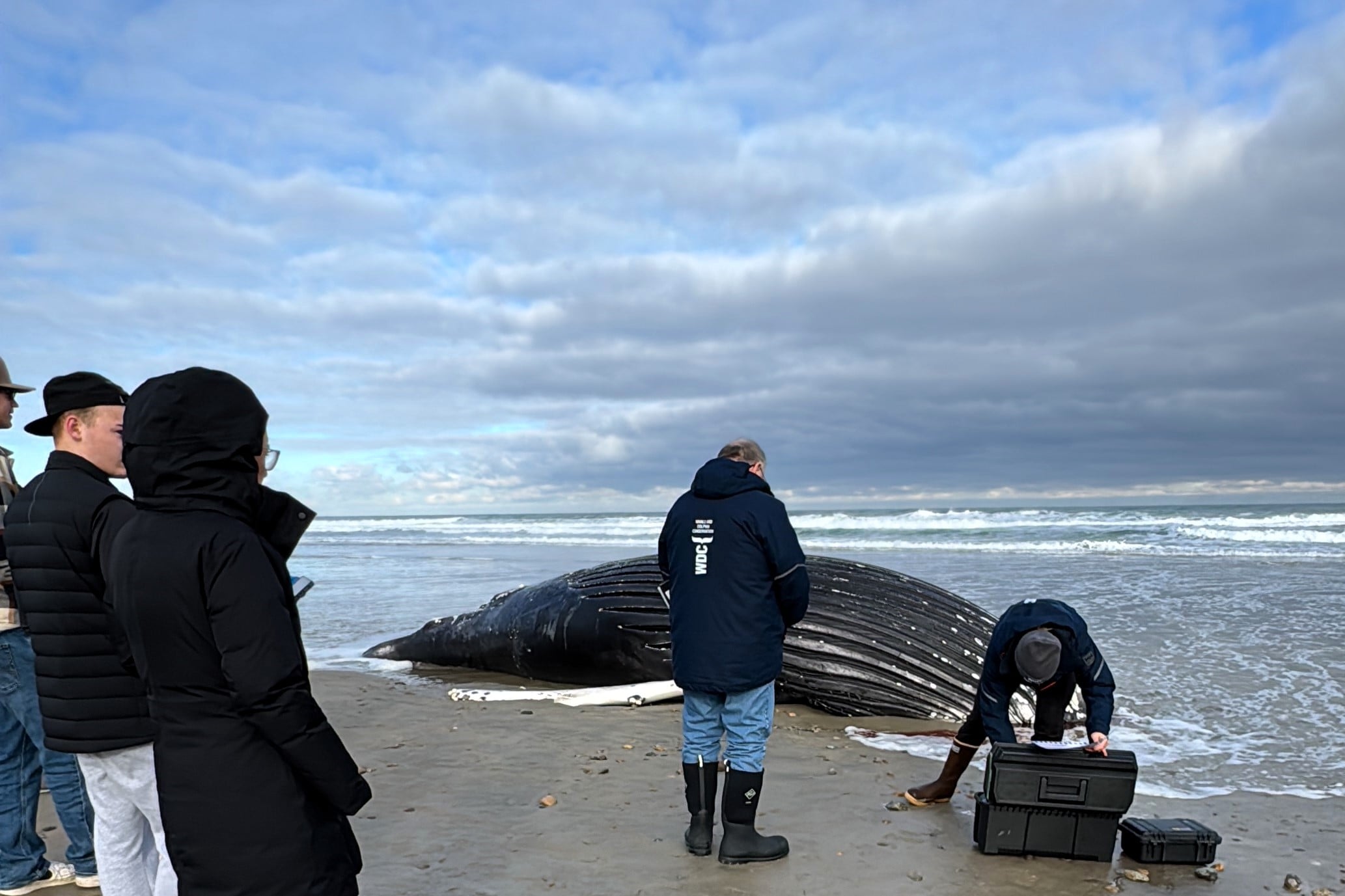 A sixth whale washes up on Massachusetts' south shore in six