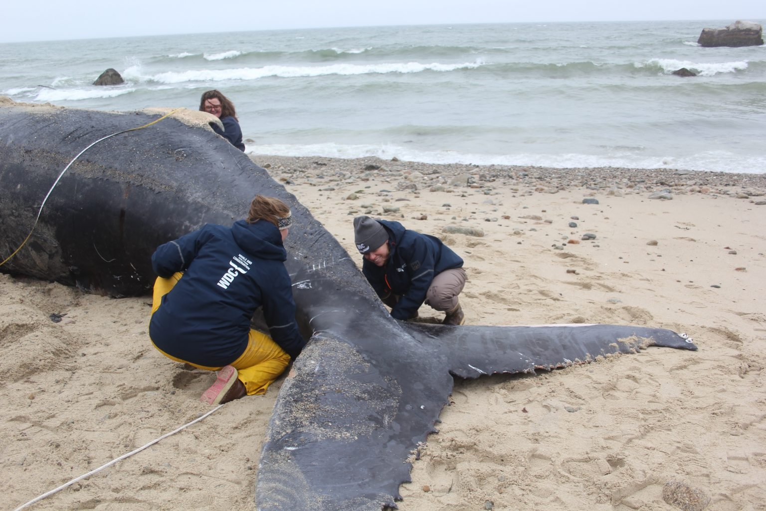 Humpback whale washes up on Massachusetts shore - Whale & Dolphin ...