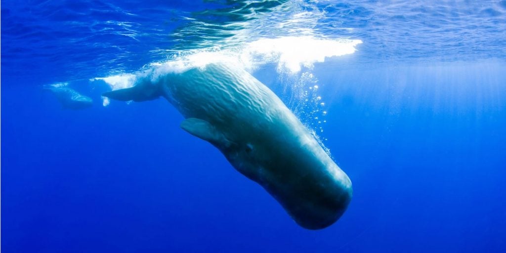 Imagine communicating with a sperm whale.