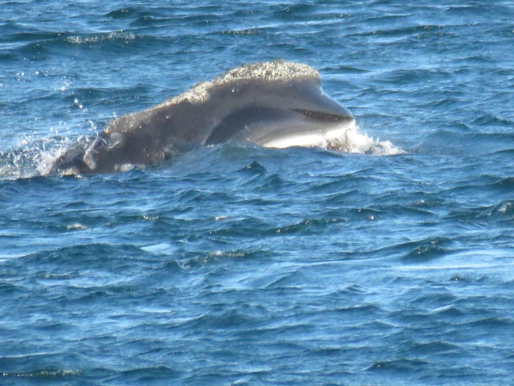 North Atlantic right whale head