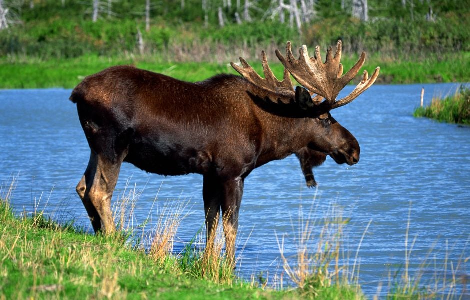 Moose