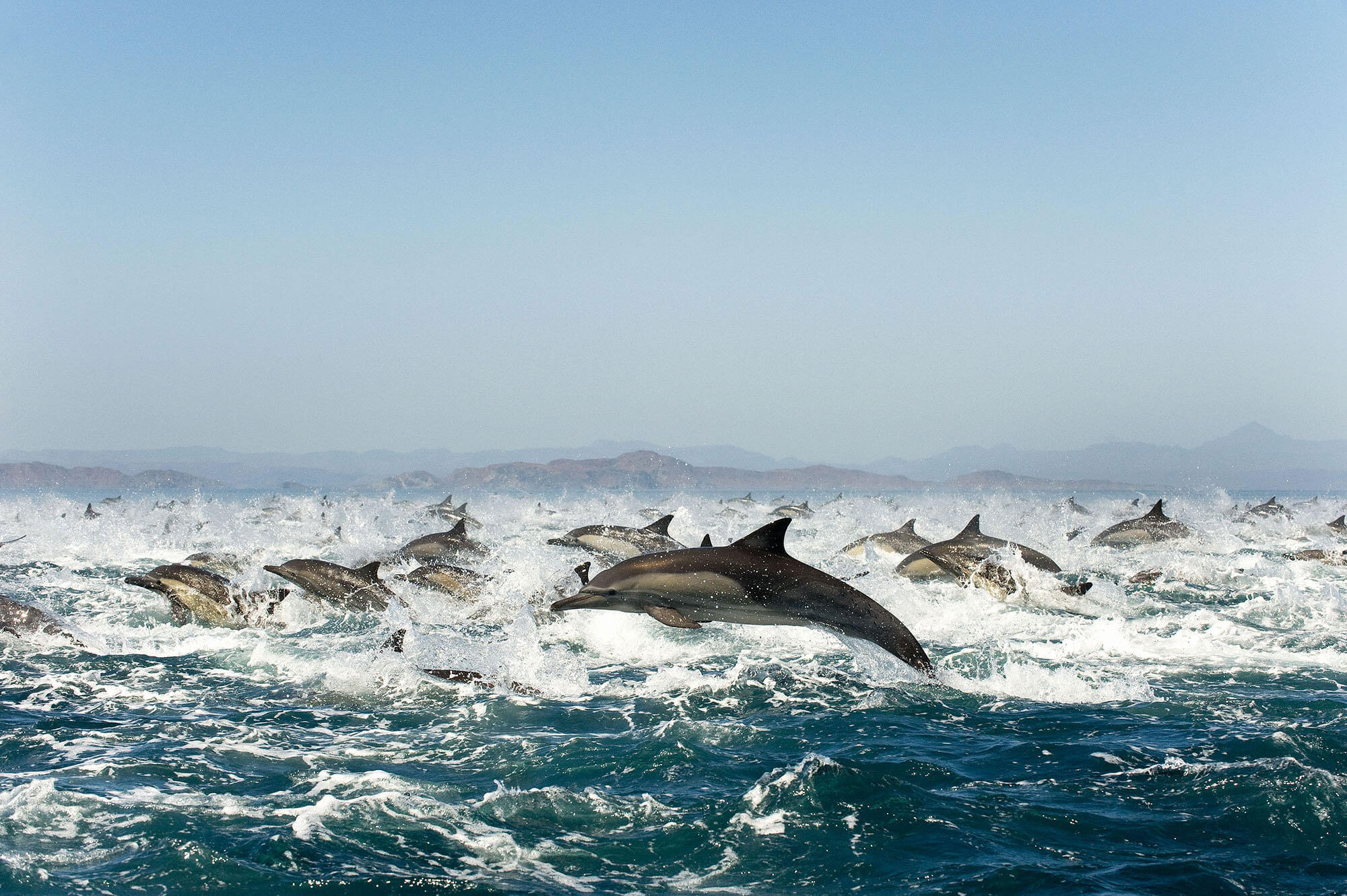 Pod of common dolphins