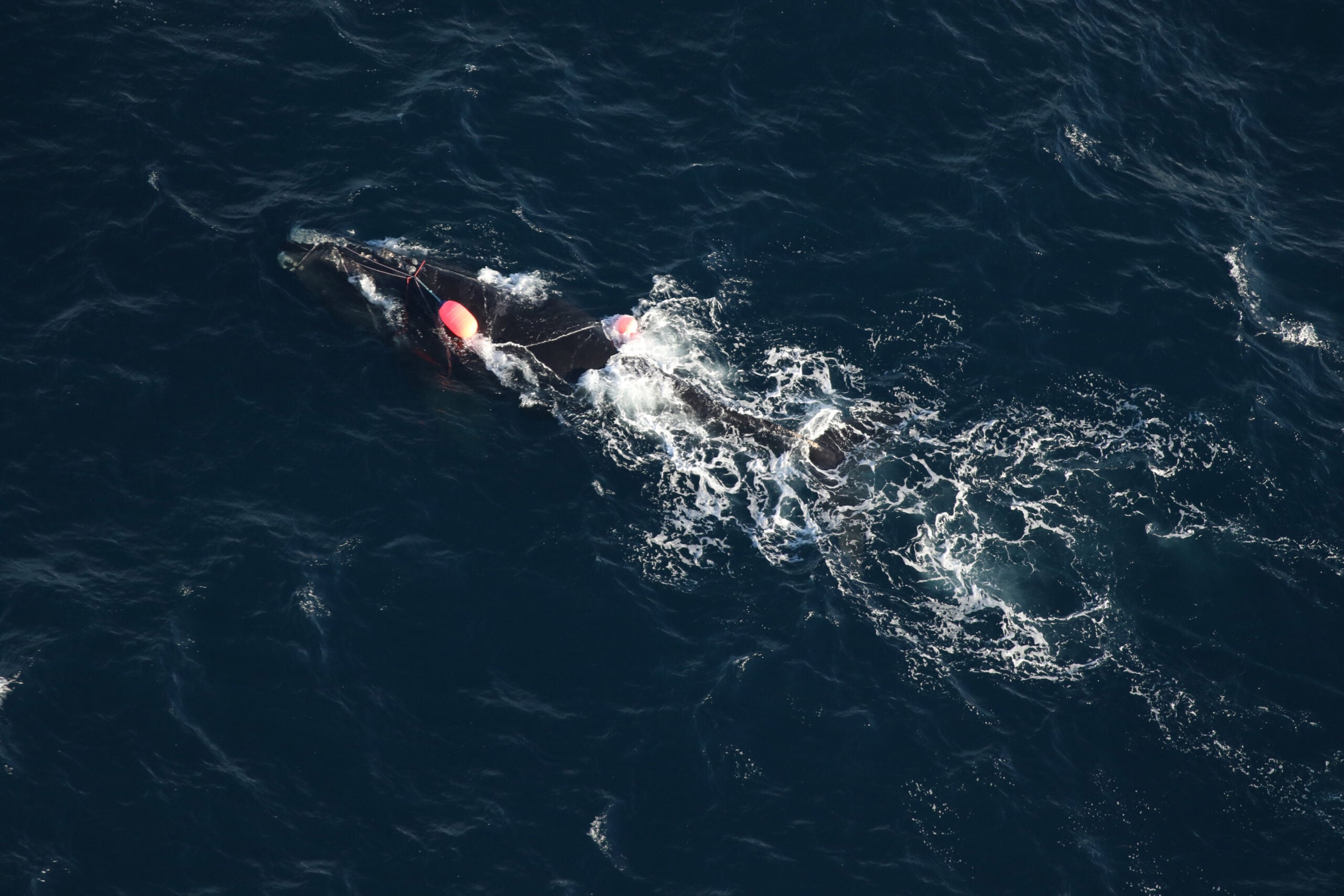 An aerial survey team spotted North Atlantic right whale #5132 entangled in fishing gear off the coast of North Carolina on December 16, 2024. © Clearwater Marine Aquarium Research Institute, taken under NOAA Fisheries Permit #26919.