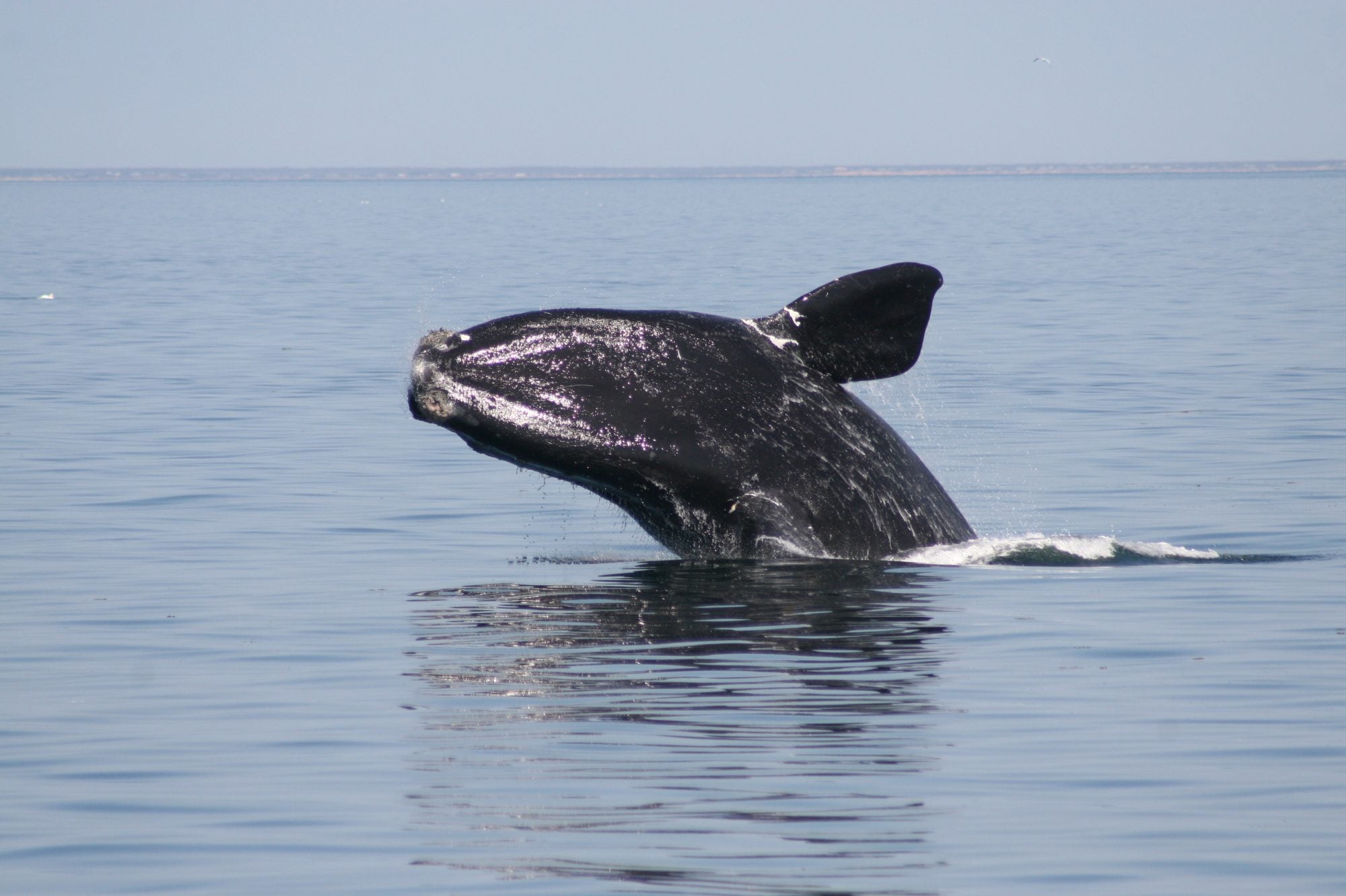 A right whale breaching, courtesy of WDC North America