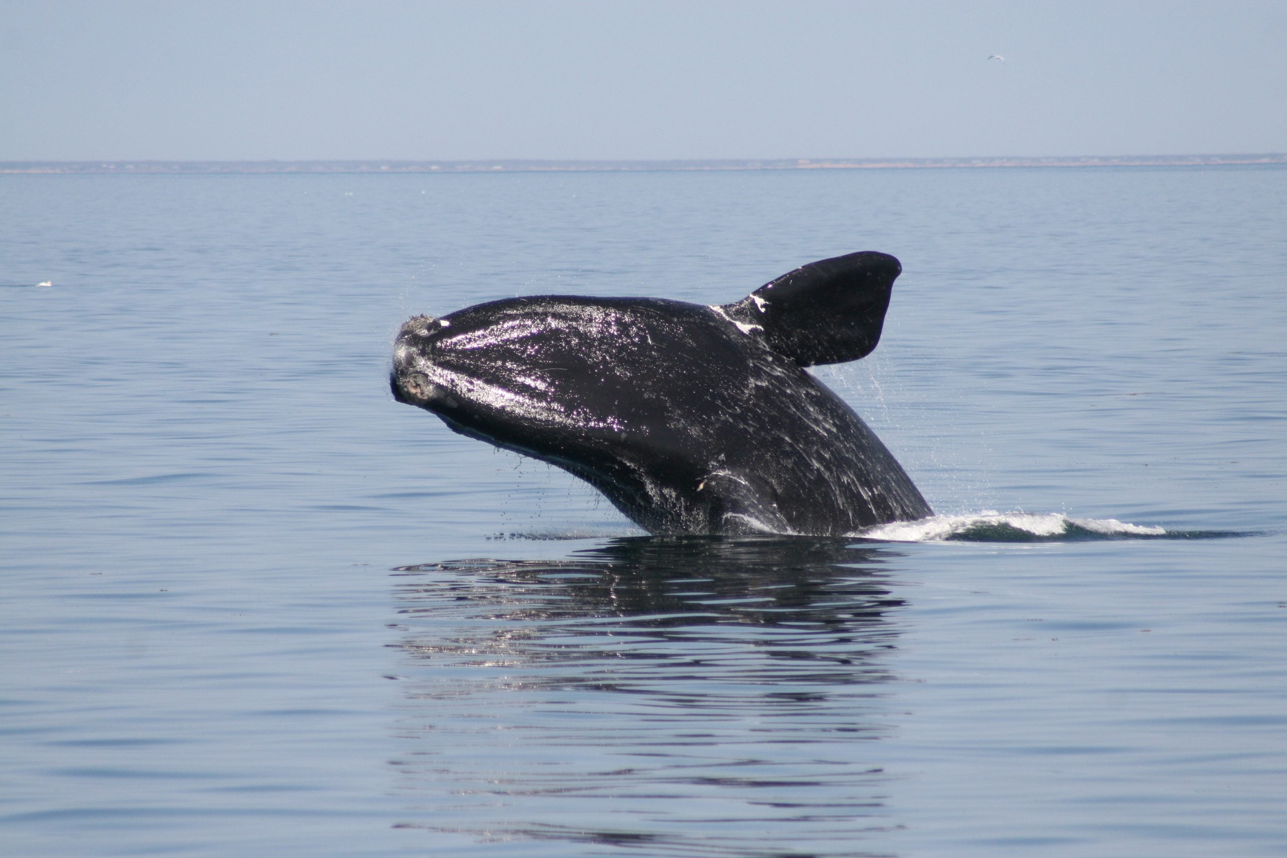 North Atlantic right whale © WDC