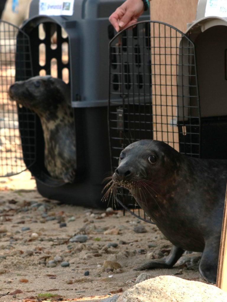 gray seals © National Marine Life Center