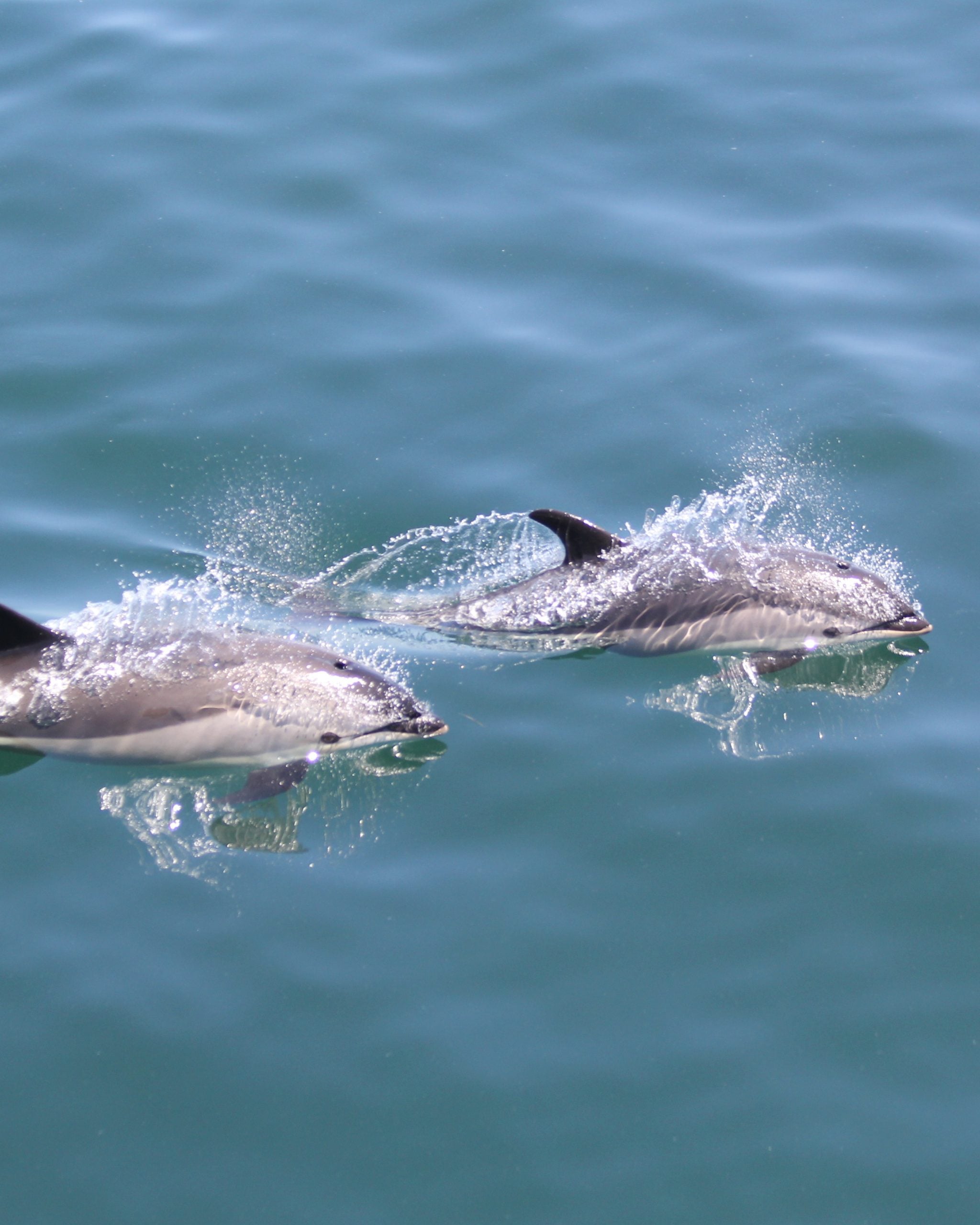 Atlantic white-sided dolphins © WDC