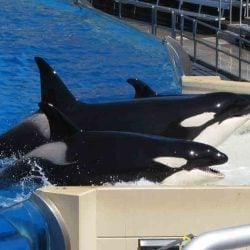 SeaWorld orcas