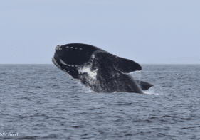 North Atlantic right whale - Peter Flood