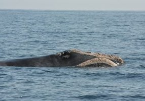 © New England Aquarium and Canadian Whale Institute under DFO Canada SARA permit