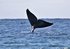 A fluke of a North Atlantic right whale lifts out of the water