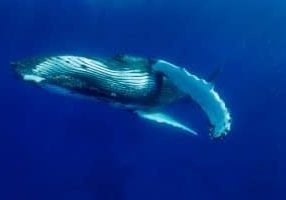 Humpback whale (megaptera novaeangliae) Humpback whale. Tonga.