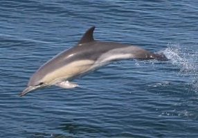 Common dolphin. Credit: WDC