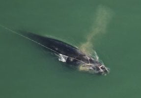 An aerial survey team spotted North Atlantic right whale "Division" (#5217) entangled off Jekyll Island, Georgia, on December 3, 2025. Credit: Florida Fish and Wildlife Conservation Commission, taken under NOAA permit #24359. Aerial survey funded by the U.S. Coast Guard, U.S. Navy, U.S. Army Corps of Engineers, and NOAA Fisheries.