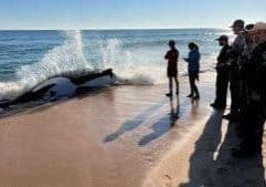 An orca lies in the surf as people look at it.